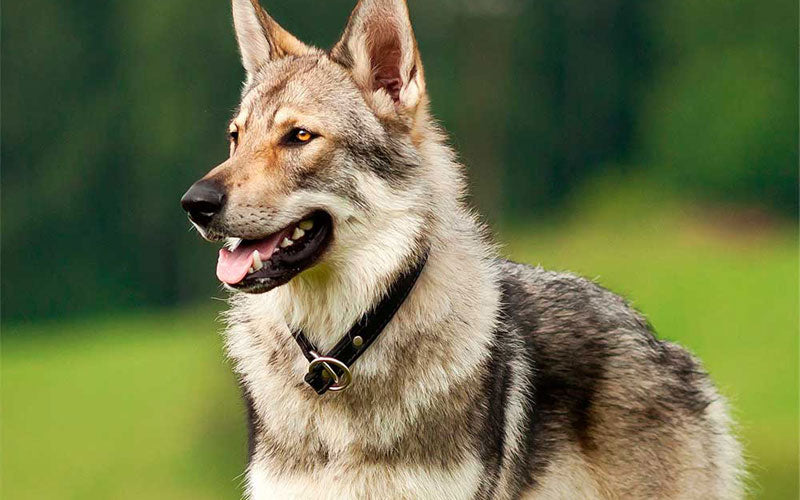 chien loup tchèque 