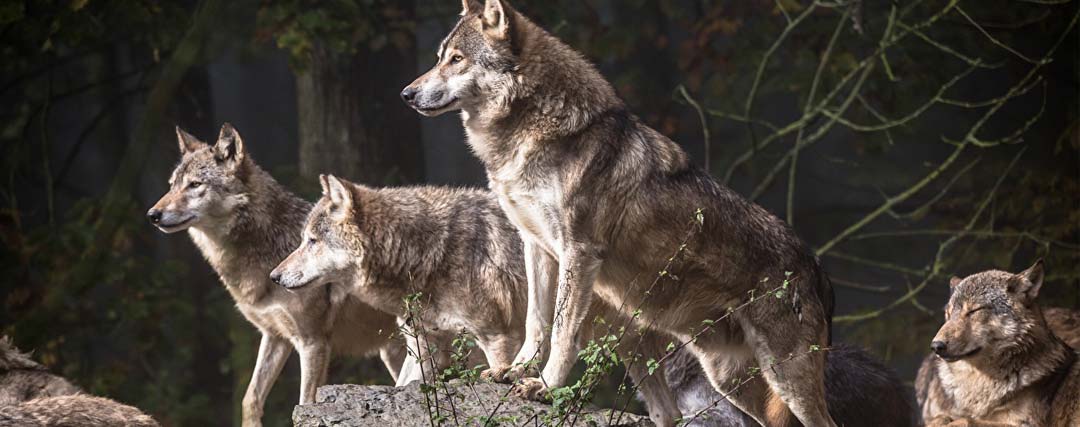 combien de loups en France ?