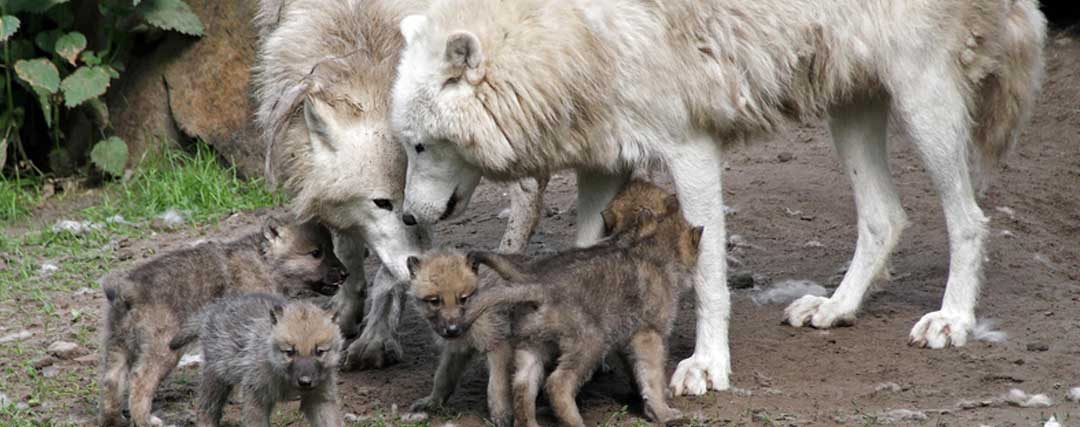 couple alpha loup