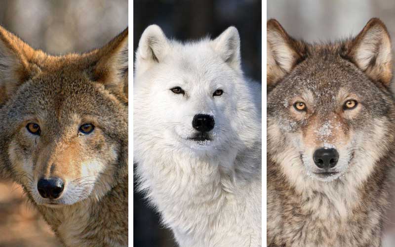 différentes races de loups
