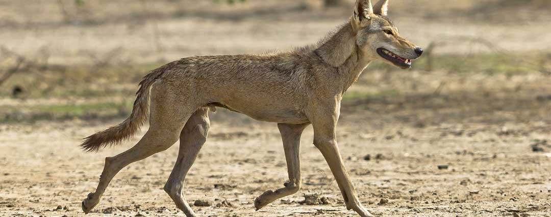 le loup des indes 