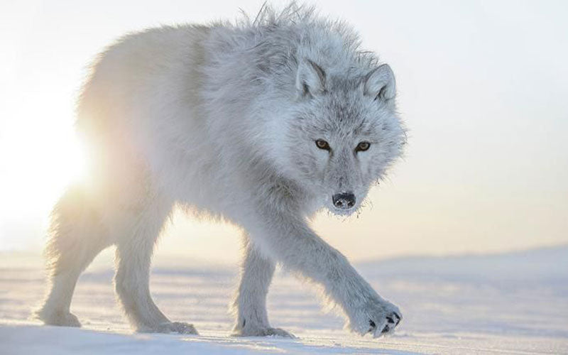 le loup arctique