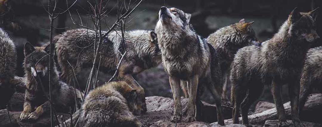 loup beta qui hurle devant sa meute