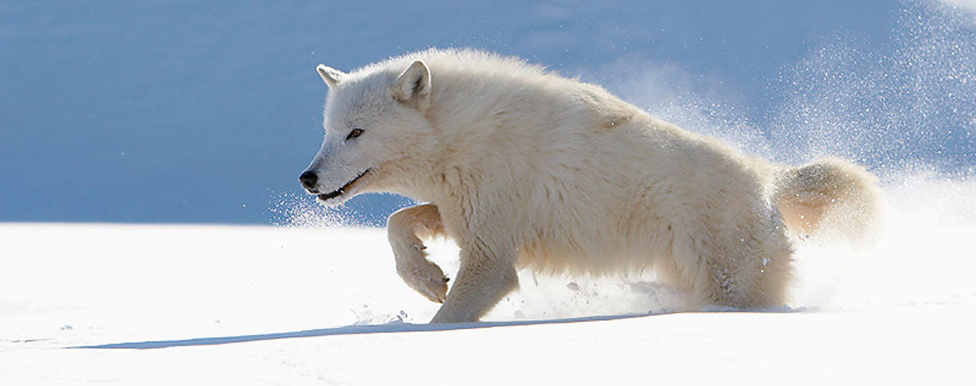 loup blanc et neige