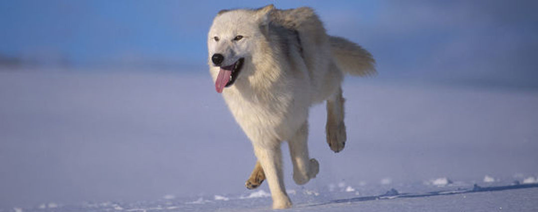 loup blanc qui court