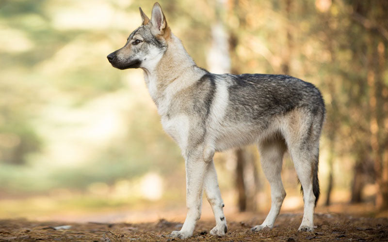 loup de Tchécoslovaquie