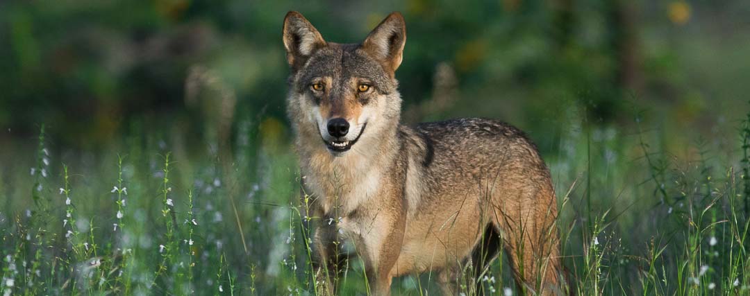 loup des indes canis indica
