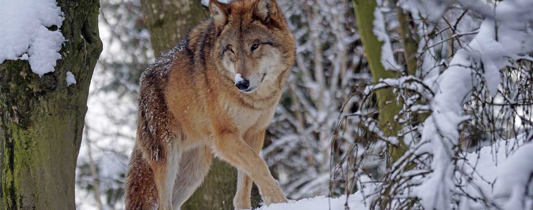 loup gris dans les bois