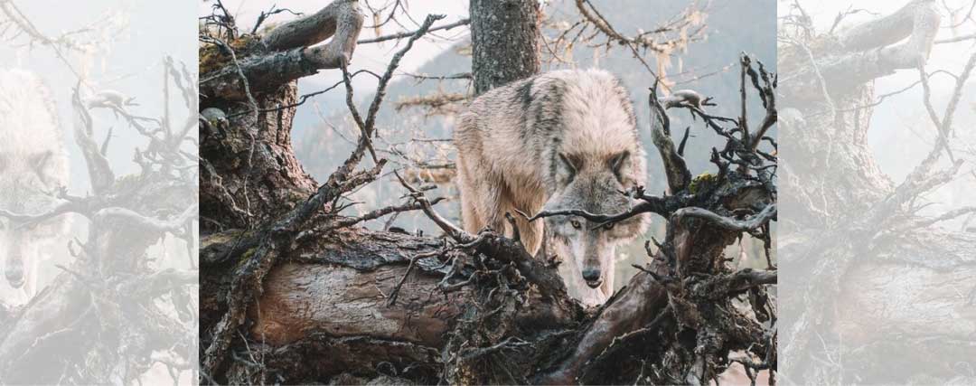 loup gris derrière un arbre 