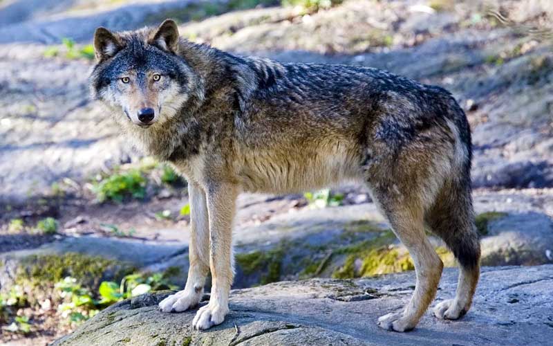 le loup gris (canis lupus)