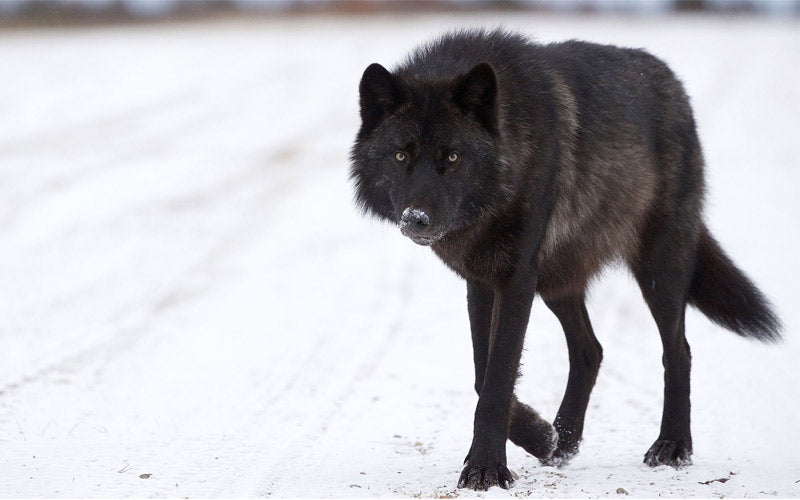 loup noir qui marche 