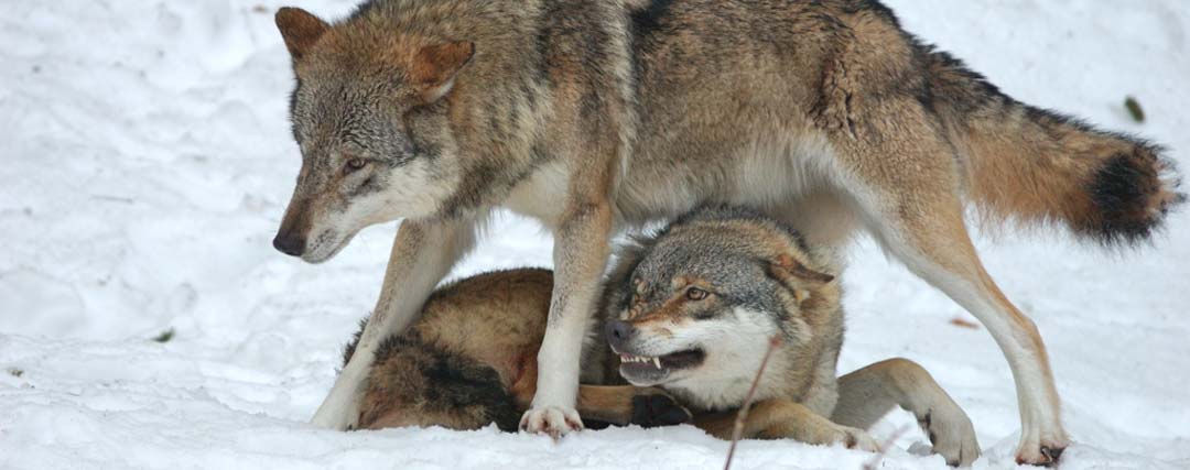 loup oméga dominé par le loup alpha 