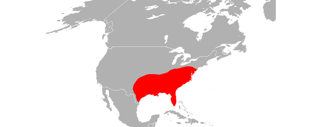 red wolf distribution