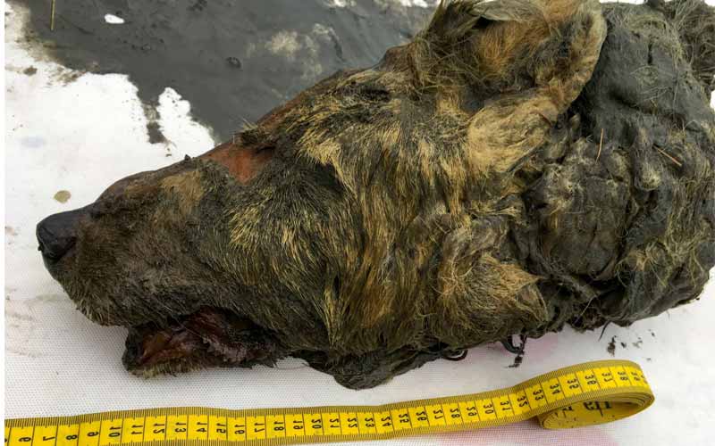 Sibérie : les secrets de la tête de loup âgée de 32.000 ans - Sciences et  Avenir