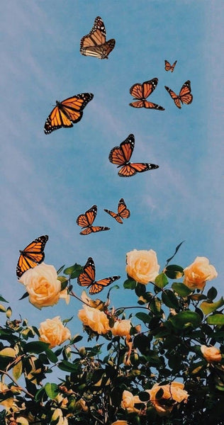 Butterfly iPhone Wallpaper