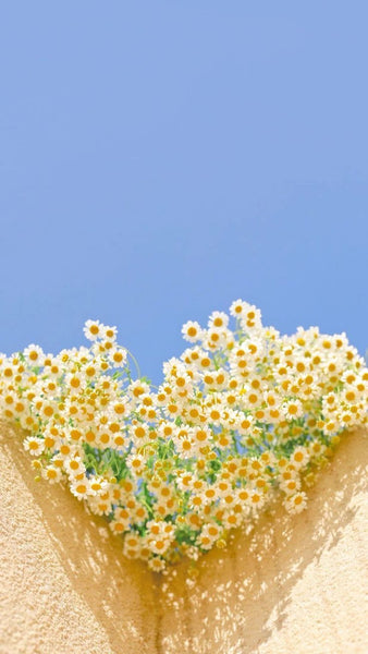 Flower Wallpaper iPhone