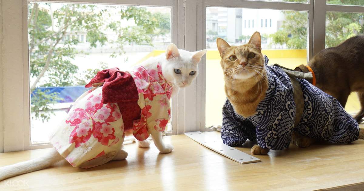 2 cats dressed up for Valentines' Day at Neko no Niwa cat cafe