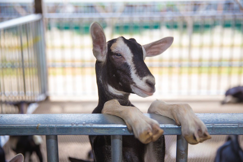 Goat at Hay Dairies Goat Farm at Kranji Heritage Trail