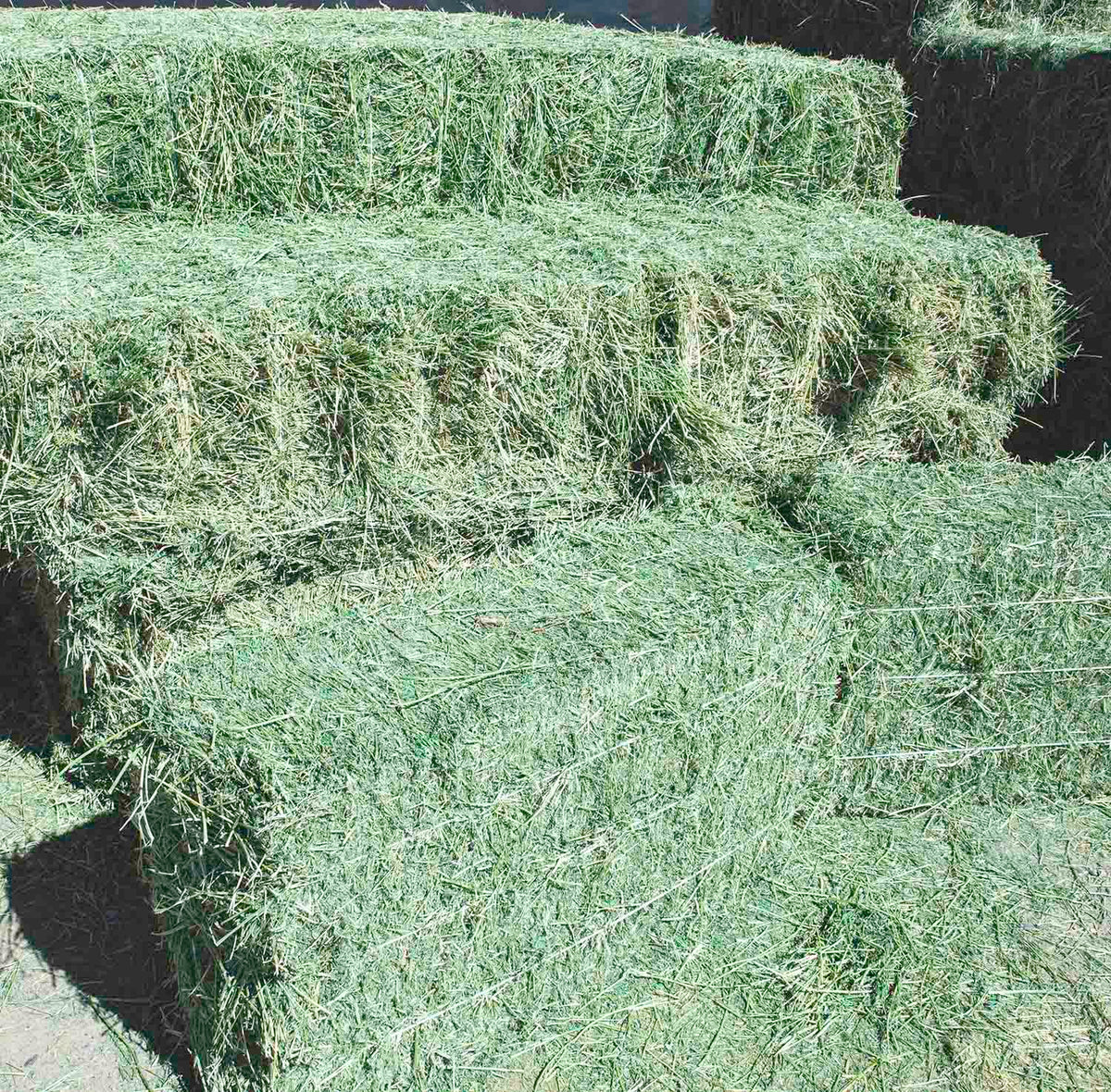 alfalfa hay sale texas