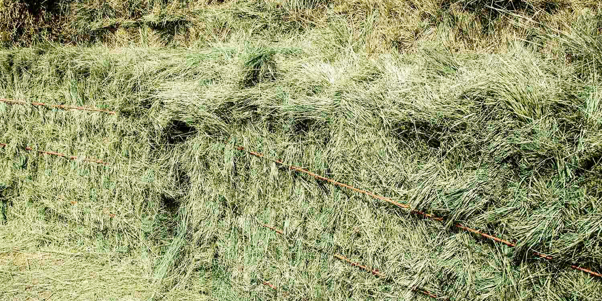 Bermuda Grass Hay For Sale — Conway Feed & Supply