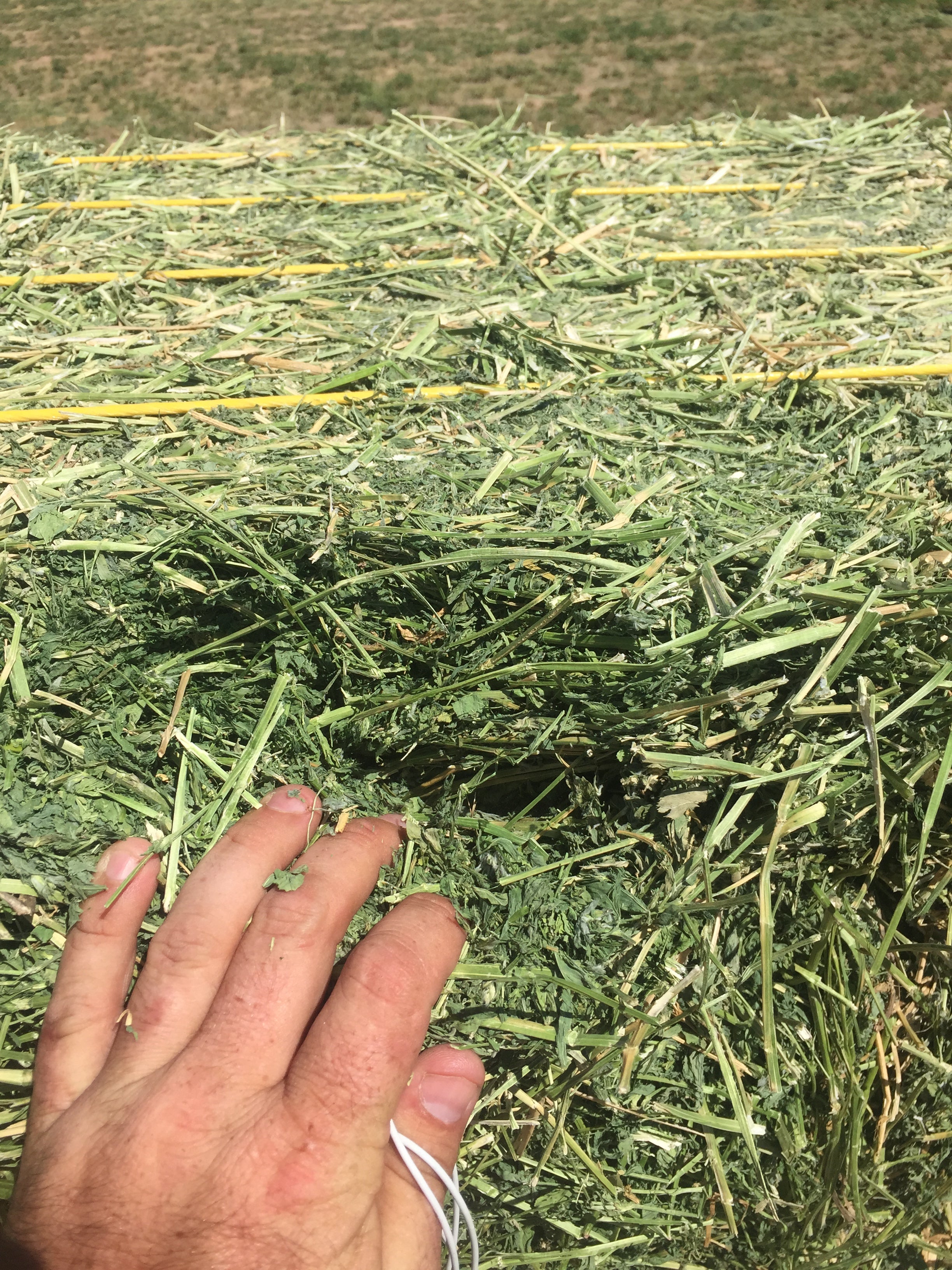Scheermes draaipunt Scheiden Alfalfa Hay For Sale #2 — Conway Feed & Supply