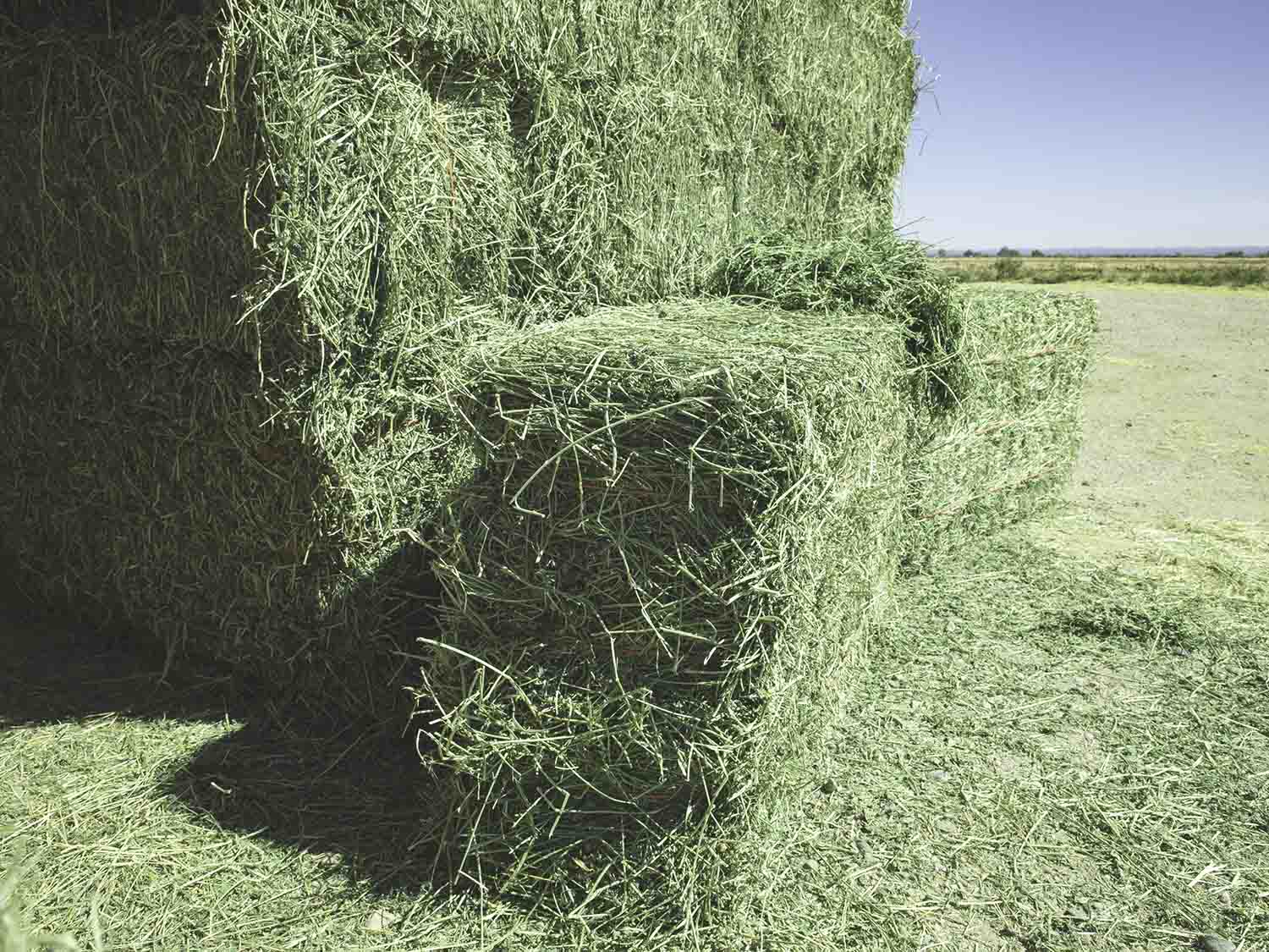 Premium Alfalfa Hay For Sale — Conway Feed & Supply