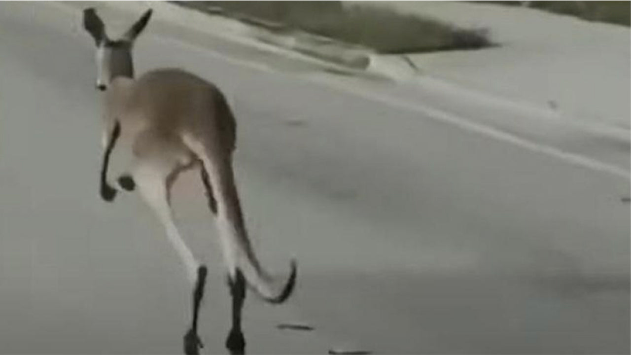 A kangaroo that had failed its owner wreaked havoc on the streets of Fort Lauderdale, Florida, before being apprehended by hilarious police officers.