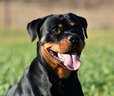 Rottweiler 2023 - kraftfuld og loyal vagthund