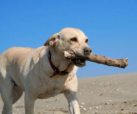 Labrador Retriever 2023 - aktiv og loyal hund