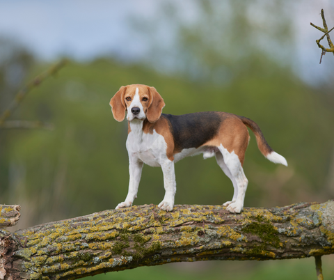 Beagle 2023 - nysgerrig og legende sporhund