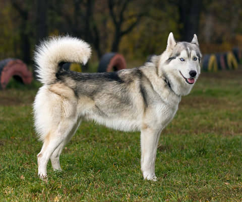 Siberian Husky 2023 - energisk hund med smukke blå øjne