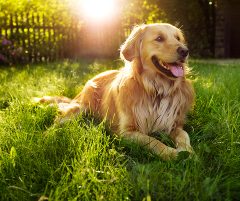 Golden Retriever 2023 - venlig og tolerant hund