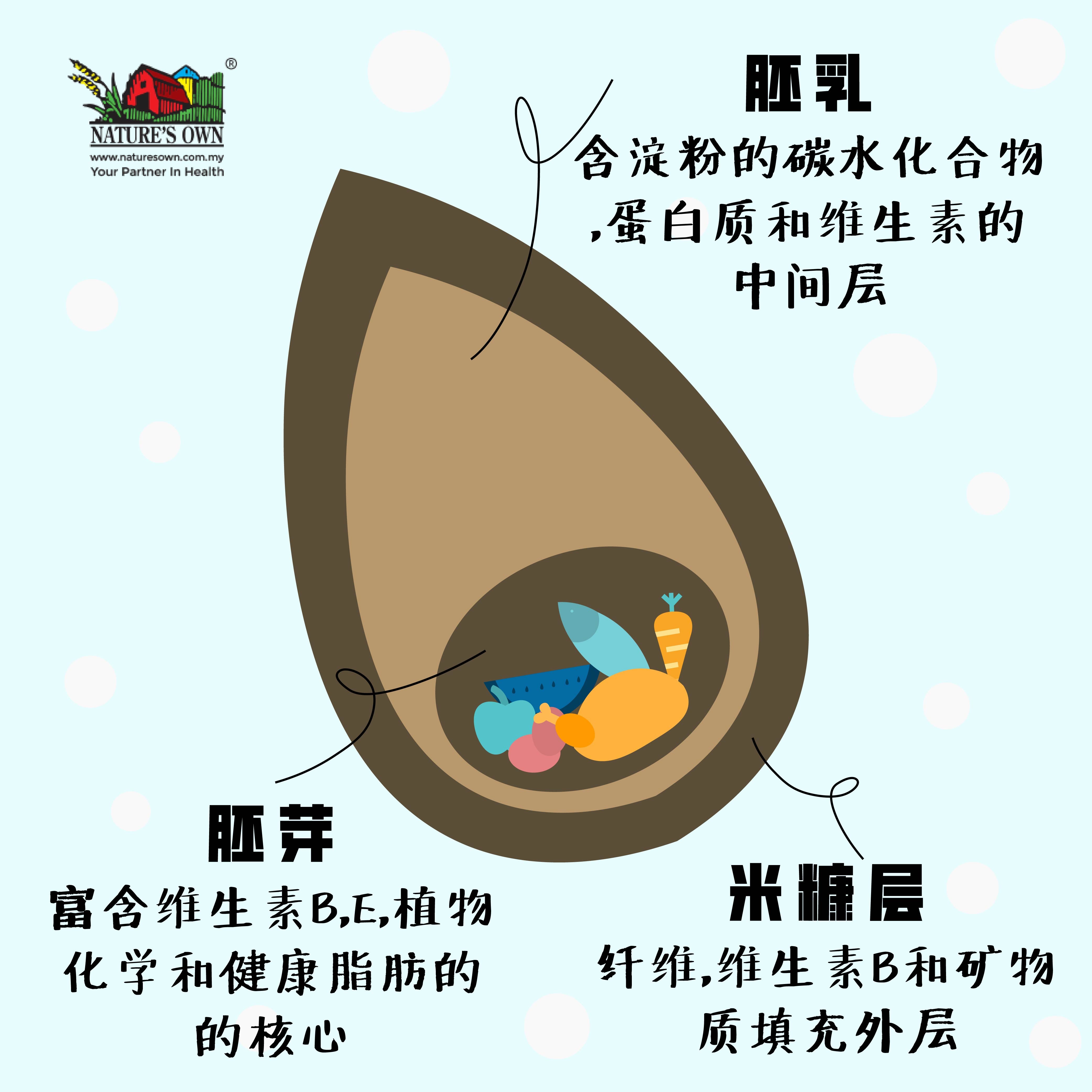糙米里的胚芽，胚乳和米糠层含有丰富的营养