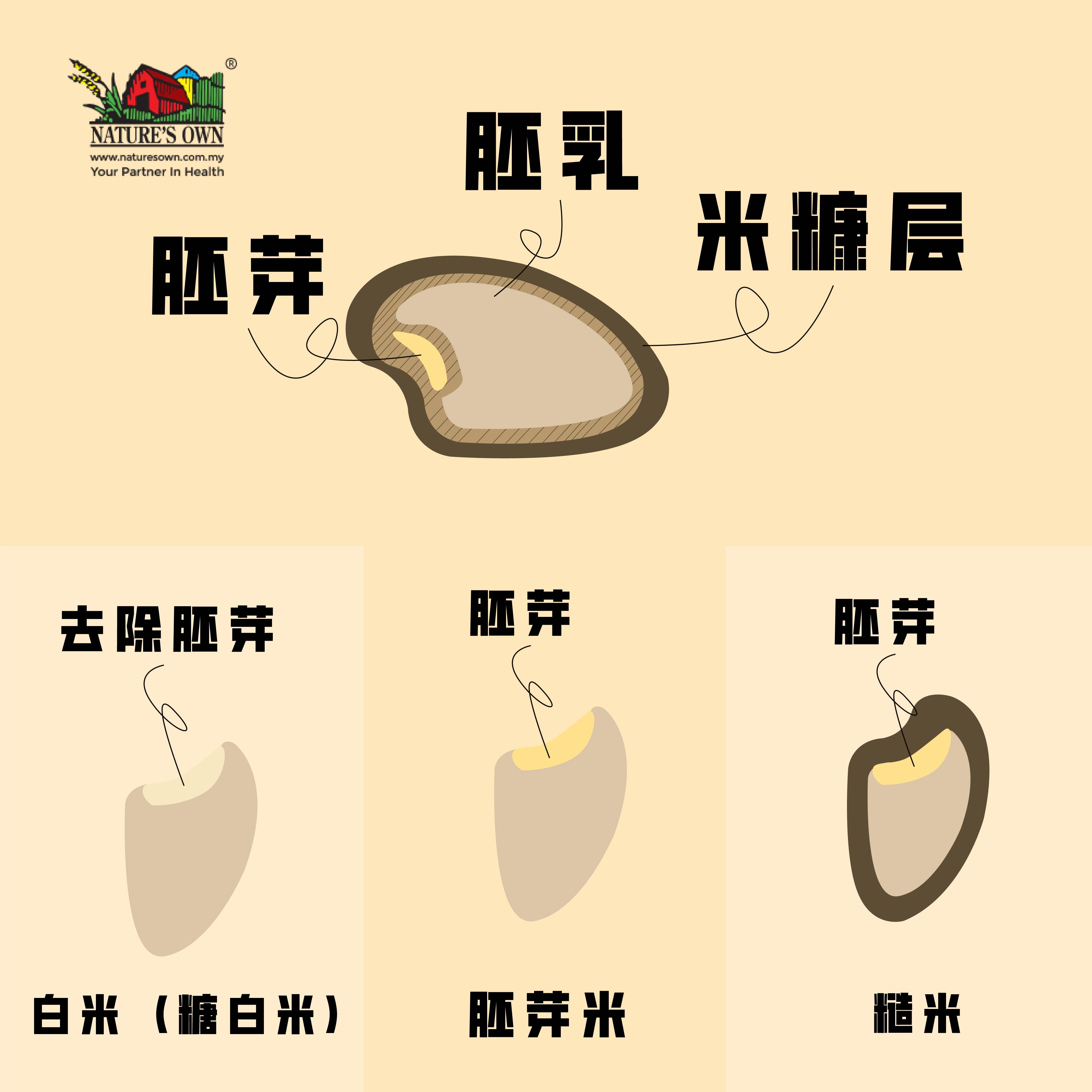 糙米，胚芽，胚乳，米糠层
