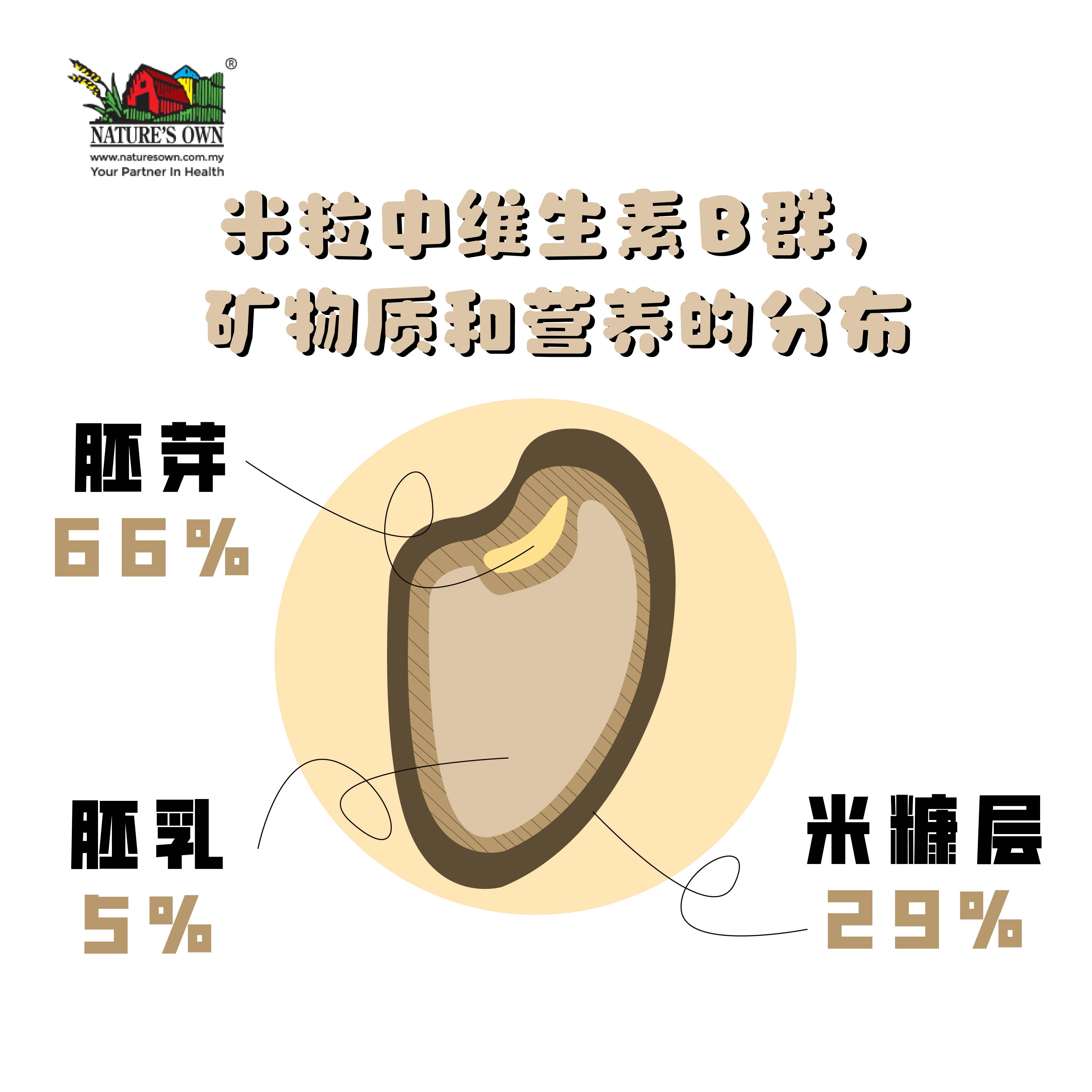 糙米的营养分布