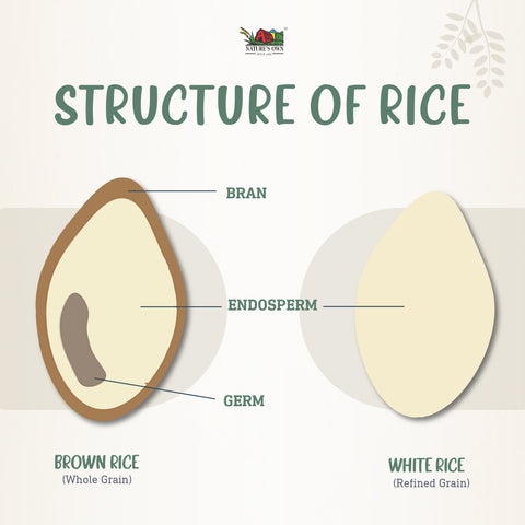 Structure of rice grain
