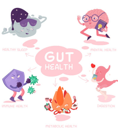 What Gut Health affects 