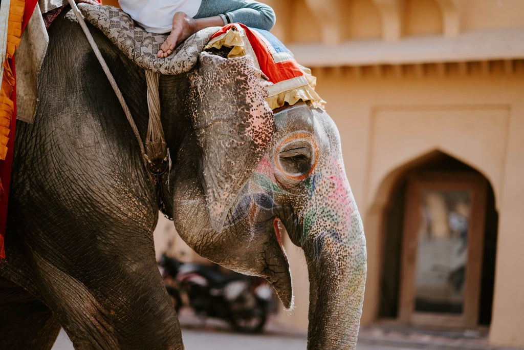 The elephants of Jaipur
