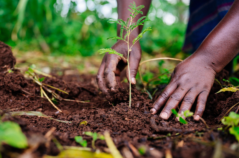 One Tree Planted 2