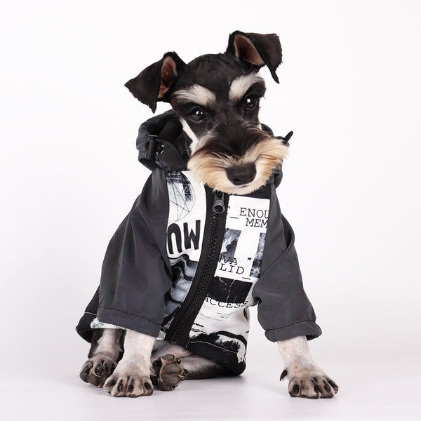 Arriba 93+ imagen dogs and cats ropa