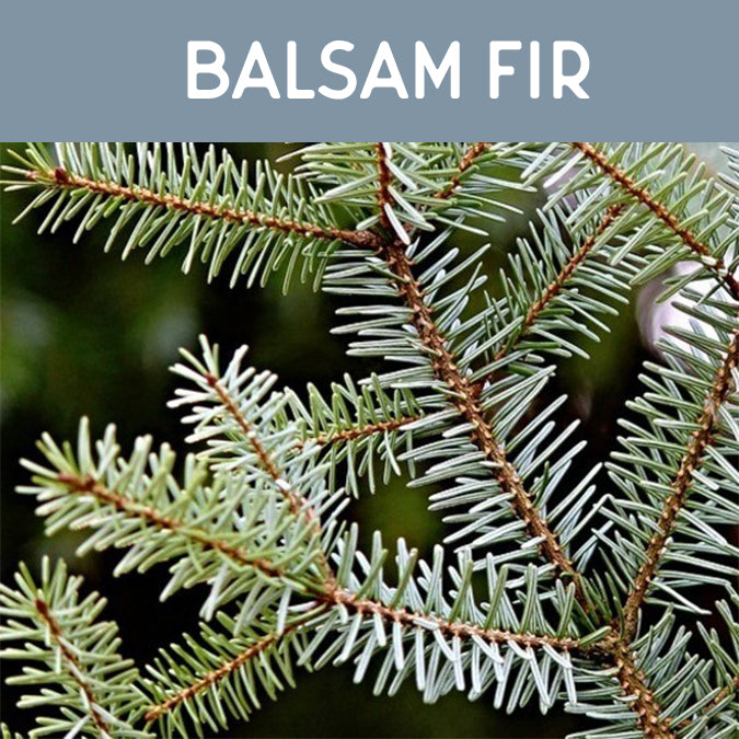 Christmas Tree Hill Wax Melts - Cinnamon Balsam