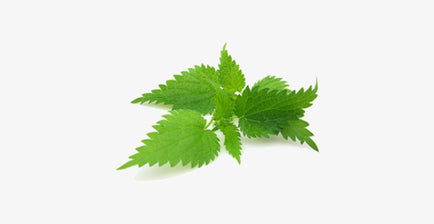 Stinging Nettle