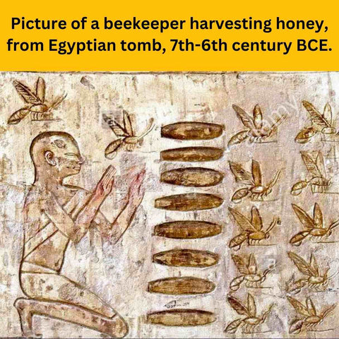 Greenbank Bee Company - Bee fact: honey was found in tombs in Egypt and it  was still edible. Bees have been around for nearly 300 million years