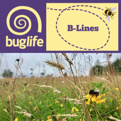 Bug Life Bee Lines