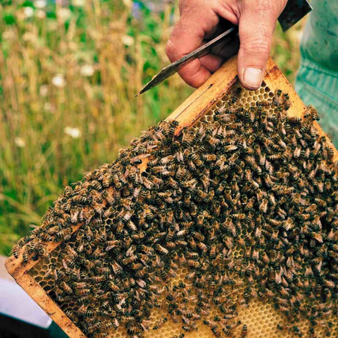 Holding a rack of bees | beekeeping