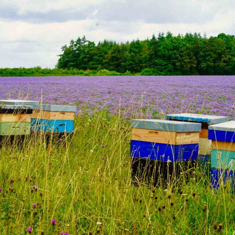 Bee hives with borage flowers