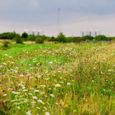 meadow with urban background