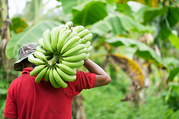 image of a Cavendish banana farmer