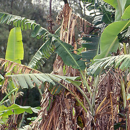 image of a banana tree with Panama Disease