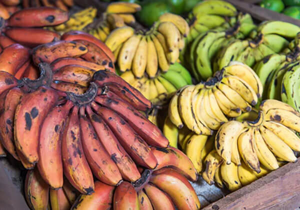 Wooden box of pink, yellow & green bananas with visible brown marks on them.